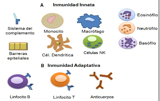 Figura 1. Células y factores humorales que participan en la respuesta inmune innata (A) y adaptativa (B)