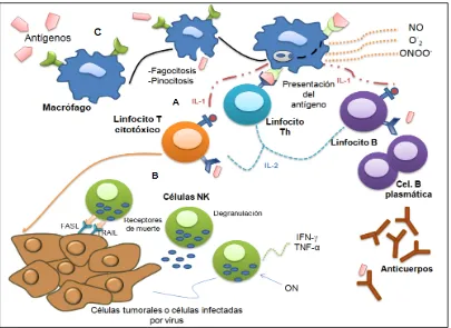 Figura 2. Los mecanismos moleculares y celulares de la inmunidad innata y adquirida participan de manera integrada para mantener la homeostasis y protección del huésped