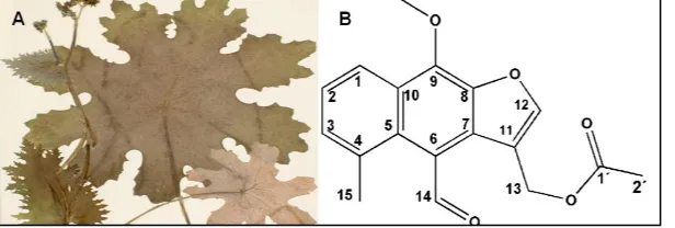 Figura 5. Psacalium peltatum (H.B.K.) Cass. (Asteraceae) (A). Estructura química del acetato de maturin (B)