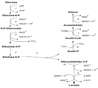 Figura 2. Ruta de las pentosas fosfato, vía heterofermentativa. Formación de CO2, lactato y 