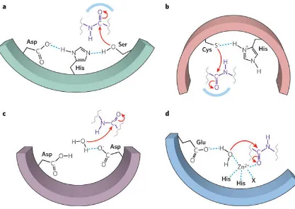 Figura 6. Mecanismo de reacción de los cuatro grupo de proteasas: a) Serin proteasa; b) Cisteín proteasa; c) Aspartil proteasa; d) Metaloproteasa (Tomado de Erez et al., 2009)