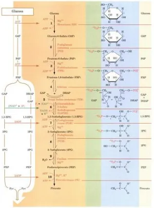 Figura 1. Vía de Embden-Meyerhof. En su primera fase, una molécula de glucosa se convierte 