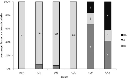 Figura 5. Distribución porcentual mensual del estado reproductor de los machos de Aspidoscelis costata costata,  en la localidad de Mezcala, Guerrero