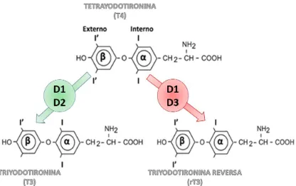 Figura 2. Desyodación de las hormonas tiroideas. La D1 puede desyodar ambos anillos  de la T4 y dar lugar a la formación de T3 o rT3