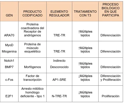 Cuadro 2.- Genes tironino-dependientes relacionados con proliferación y diferenciación celular