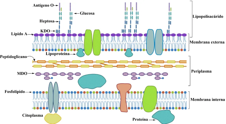 Figura 1. Representación esquemática de la envoltura celular de E. coli. 