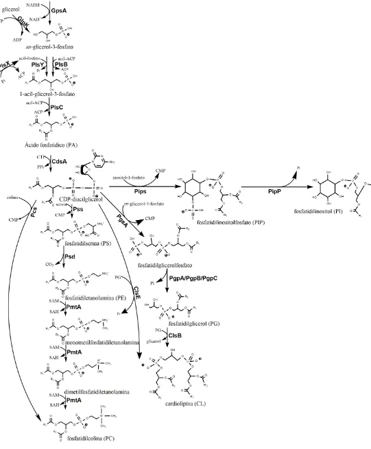 Figura 2. Biosíntesis de fosfolípidos en bacterias. 