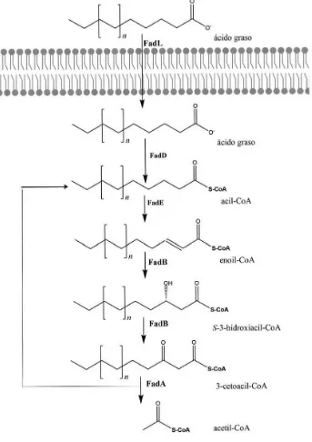 Figura 3. Esquema de la degradación de ácidos grasos mediante βmembrana de los ácidos grasos de cadena larga