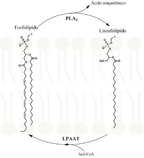 Figura 5. Ciclo de Lands. PLAque utiliza un ácido graso unido a CoA como sustrato. El ácido graso liberado es el ácido araquidónico, que producto un ácido graso libre y un lisofosfolípido