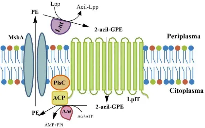 Figura 7. El ciclo de 2-acil-GPE. Diagrama topológico de las proteínas involucradas en el ciclo de 2-acil-ácido graso de PE hacia el N-término de la proteína de la membrana externa (Lpp)