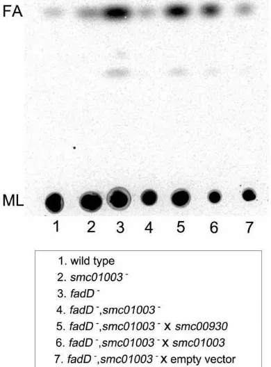 Fig. 3. S. melilotiFDXSC2 deﬁcient incontainingcontainingFDXSC2 harbouring the empty plasmid pNG28