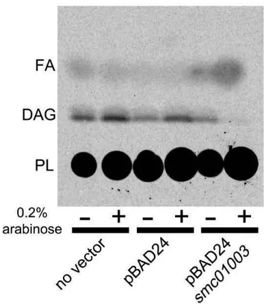Fig. 5. SMc01003 degradesharbouring an empty vector (pET17b) or the SMc01003-expressing plasmid pDS11, were incubated with [S