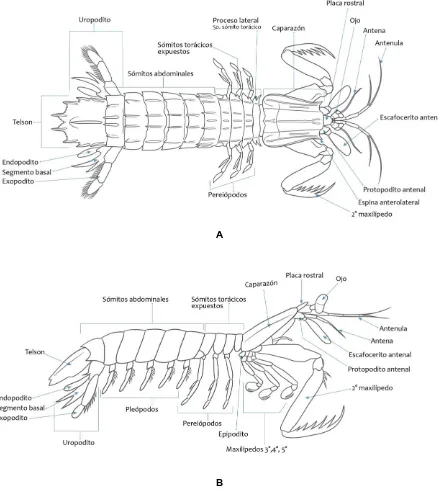 Figura 1. A) Esquema de la morfología externa de un estomatópodo en vista dorsal, B) vista lateral