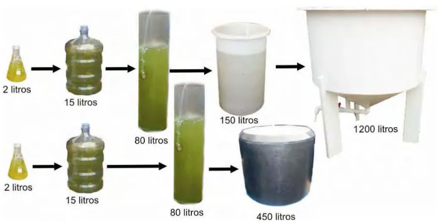 Fig. 17 Cultivo en cadena o desdoblamiento.  