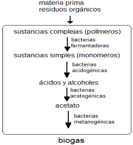 Figura 2. 1: Fases de la fermentación metánica. Fuente: “Biotecnología”. Muñoz de Malajovich María