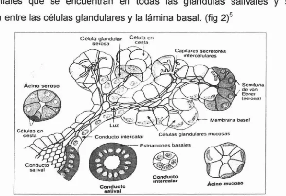 Fig. 2 Dibujo esquemático de las características histológicas de los acinos (terminaciones serosas) y la primeraporción del sistema de conductos excretores en glándula salival seromucosa mixta (glándula submaxilar) (segúnSraus)5