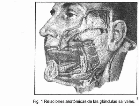 Fig. 1 Relaciones anatómicas de las glándulas salivaies . 3