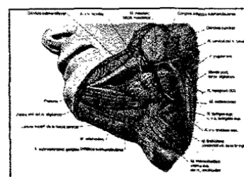 Fig 12 Grándula submandlbular (localizacIón) (19) 