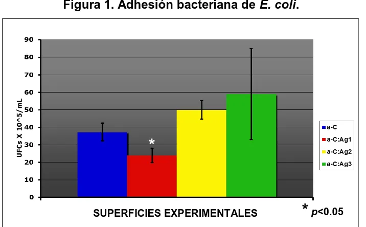 Figura 1. Adhesión bacteriana de E. coli. 