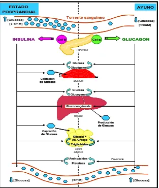 Figura 4. Integración del metabolismo en estados de ayuno y posprandio. En el estado posprandial, la coordinación entre la secreción de insulina por las células beta pancreáticas y  la respuesta a la insulina de los principales tejidos que almacenan a la glucosa como el músculo, el hígado y el tejido adiposo, controlan las 