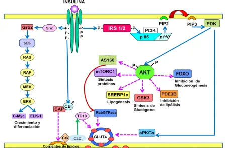Figura 6. Mecanismos moleculares de la señalización de la insulina. La interacción de la insulina con su receptor promueve su autofosforilación, y cataliza la fosforilación de proteínas celulares como los miembros de la familia de IRS y familias de CbI