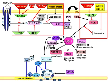 Figura  8. Mecanismos moleculares que participan en la resistencia a la insulina. Varios mecanismos, como la desfosforilación de proteínas de la vía de señalización por fosfatasas como PTEN, PTP1B, SHP2 tirosina, el desequilibrio de fosforilación serina/tr