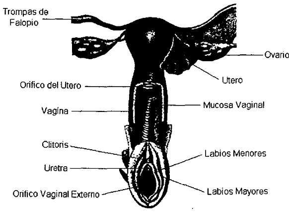 Figura 2. labios Vagina: Conducto aplanado que une el cuello del útero a la vulva, y la cual comprende los mayores y menores 