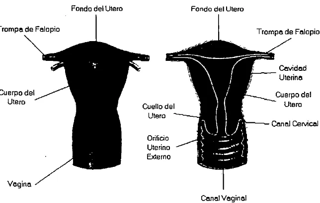 Figura 3. Utero: Órgano genital interno femenino cuya misión consiste en albergar el óvulo fecundado 