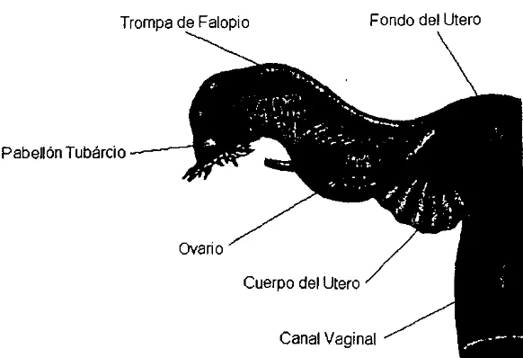 Figura 4. Ovarios: Órganos sexuales femeninos que producen el óvulo 