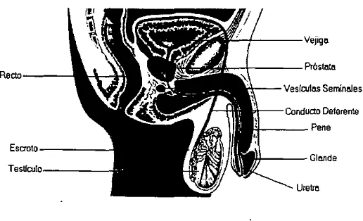 Figura 5. género Conjunto y/a grupo de órganos genitales externos e internos, pertenecientes al masculino 