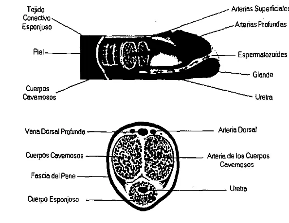 Figura 6. Pene: Órgano genital masculino 