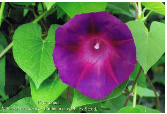 Figura 6. Flor de Ipomoea orizabensis. 