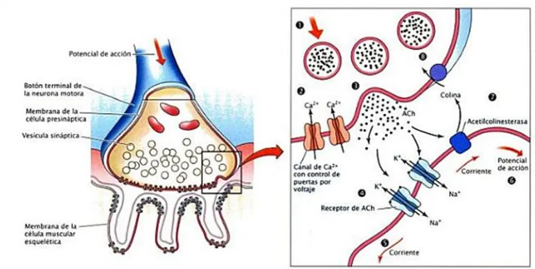 Fig. 6: Esquema de sinápsis química. Se lleva a cabo, mediante un mensajero químico a través de un espacio entre dos neuronas, involucrando las neuronas presinápticas y las postsinápticas