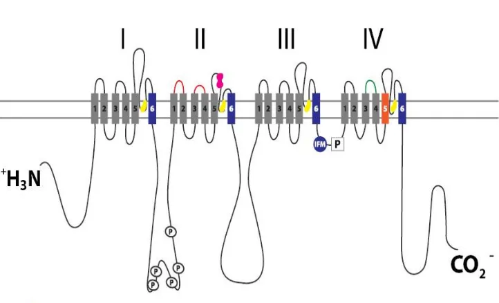 Fig. 7: Esquema que muestra la localización de diferentes sitios de unión de neurotoxinas