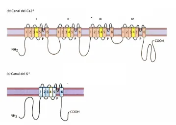 Fig. 8: Imagen de la estructura de los canales de calcio (b) y potasio (c) dependientes del voltaje (Hill & Wyse, 2006)