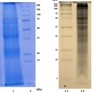 Fig. 14: Electroforesis (a) gel Tris-HCl con acrilamida al 12% carril 1, extracto crudo con una  cantidad de proteína de 297.964 µg; carril 2, estándar de proteínas Precision Plus Protein™ Dual Xtra Standards (Bio-Rad)