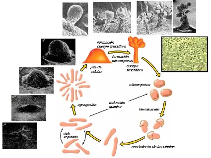 Figura 2. Morfogénesis celular de la mixobacteria Stigmatella. aurantiaca  (Wolfgang, D