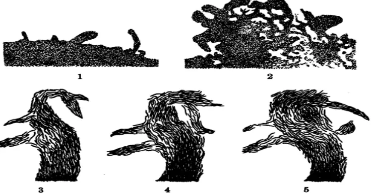 FIG.4. 1) Cytophaga krzemieniewskiiproceso. 2).  . Desplazamiento de las células vegetativas, en la fase temprana del Cytophaga krzemieniewskii