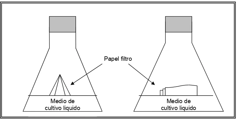 Figura 8. Método de Imshenetski papel filtro como sustrato (celulosa), después de cierto tiempo de incubación el papel (1936)