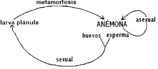 Figura 10. Ciclo de vida de las anémonas. 