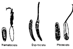 Figura 1. Representación de los tres tipos de cnida 