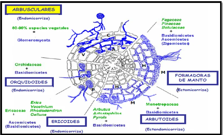 Figura 2. Tipos de micorrizas y simbiontes implicados es su formación. Se presenta en azul el desarrolló del micelio en cada tipo de micorriza
