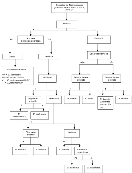 Fig. 1. Diagrama de flujo para la identificación bioquímica de especies de Enterococcus  [39]