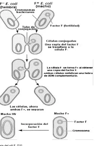 Fig. 4. Síntesis del pili F  [21]. 