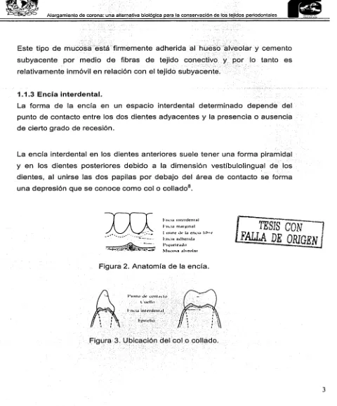 Figura 2. Anatomía de la encía. 