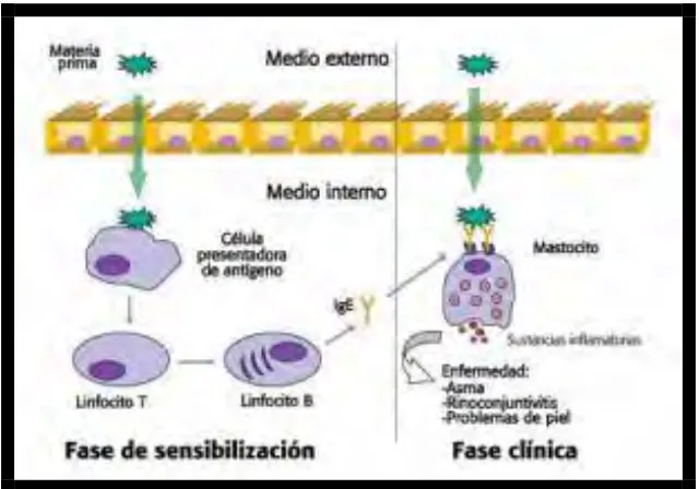 Figura 2 Mecanismos de las reacciones de hipersensibilidad. 