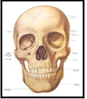 Figura 7 Vista frontal del cráneo óseo.18 
