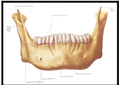 Figura 9 Vista anterior de la mandíbula.18