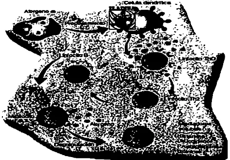 Figura 4. especificos y El alergeno es captado y procesado por las células presentadoras de antlgenos y al interactuar con receptores en los linfocitos T, induce la activadO" de estas células la liberadOn de dtocinas y otros mediadores ~ulm¡COs, que promueven el desarrollo de la reacción inflamatoria.'" 