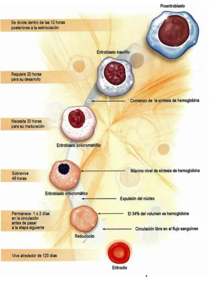 Figura 3. Eritropoyesis1 